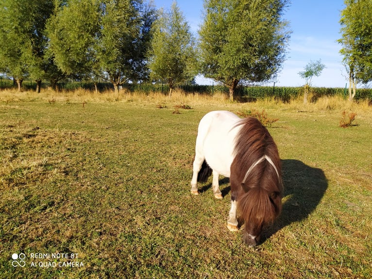 Poneys Shetland Hongre 10 Ans 91 cm Bai brun in Rahden