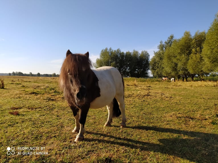 Poneys Shetland Hongre 10 Ans 91 cm Bai brun in Rahden