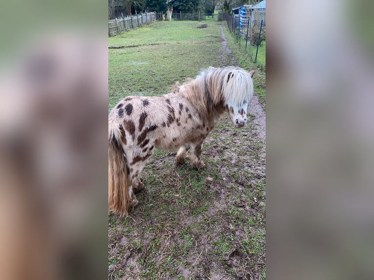 Poneys Shetland Hongre 10 Ans 91 cm Léopard in Immelbornad Salzungen