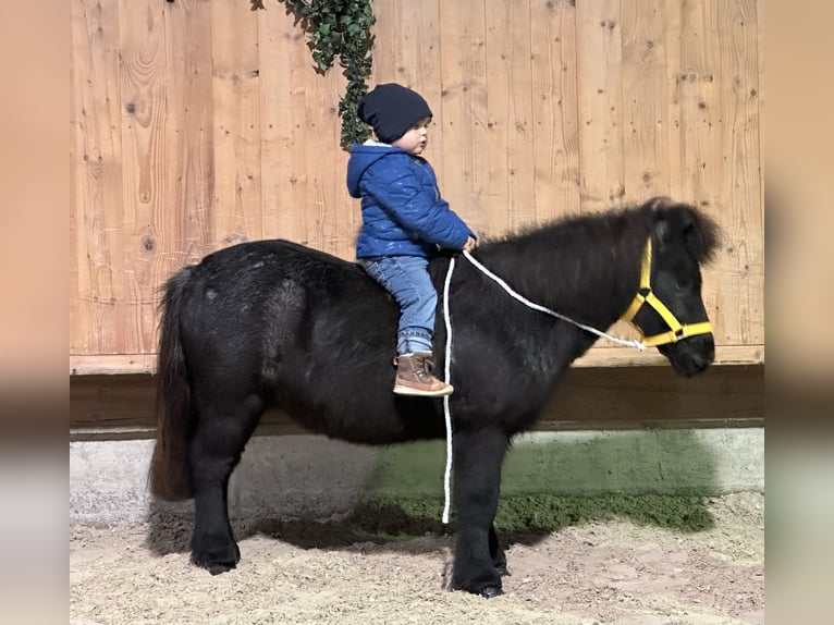 Poneys Shetland Hongre 11 Ans 100 cm Rouan bleu in Riedlingen