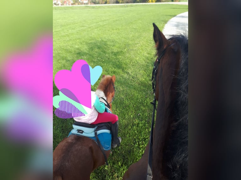 Poneys Shetland Hongre 11 Ans 105 cm Pinto in Frankenhardt