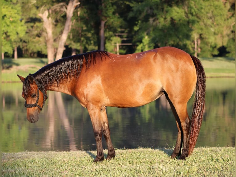 Poneys Shetland Hongre 11 Ans 117 cm Bai cerise in Slocum TX