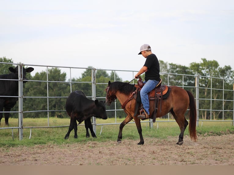 Poneys Shetland Hongre 11 Ans 117 cm Bai cerise in Slocum TX