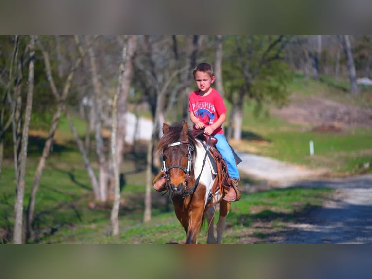 Poneys Shetland Hongre 11 Ans 117 cm Pinto in Rogersville, MO