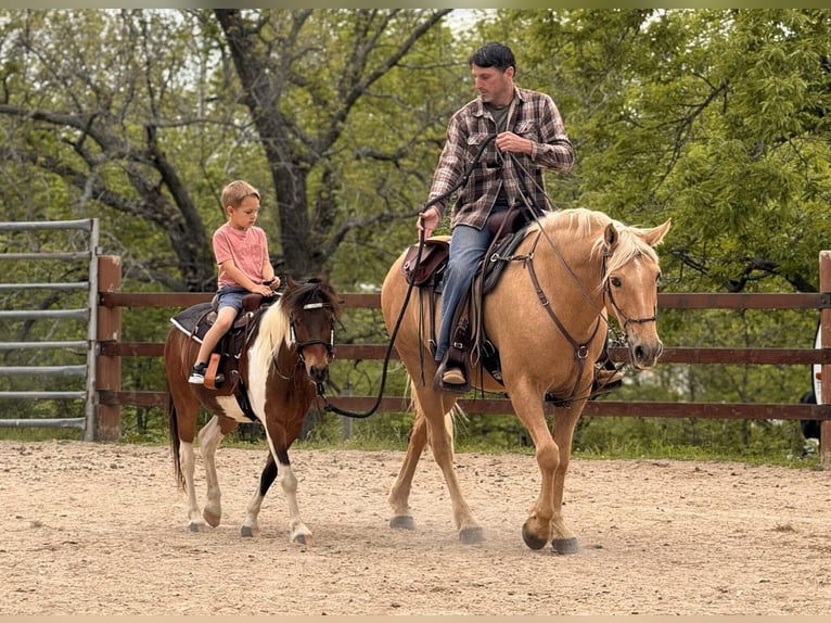 Poneys Shetland Hongre 11 Ans 117 cm Pinto in Rogersville, MO