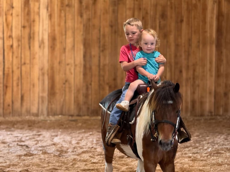 Poneys Shetland Hongre 11 Ans 117 cm Pinto in Rogersville, MO