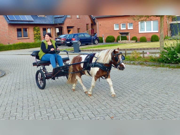 Poneys Shetland Hongre 11 Ans 93 cm Pinto in Halle