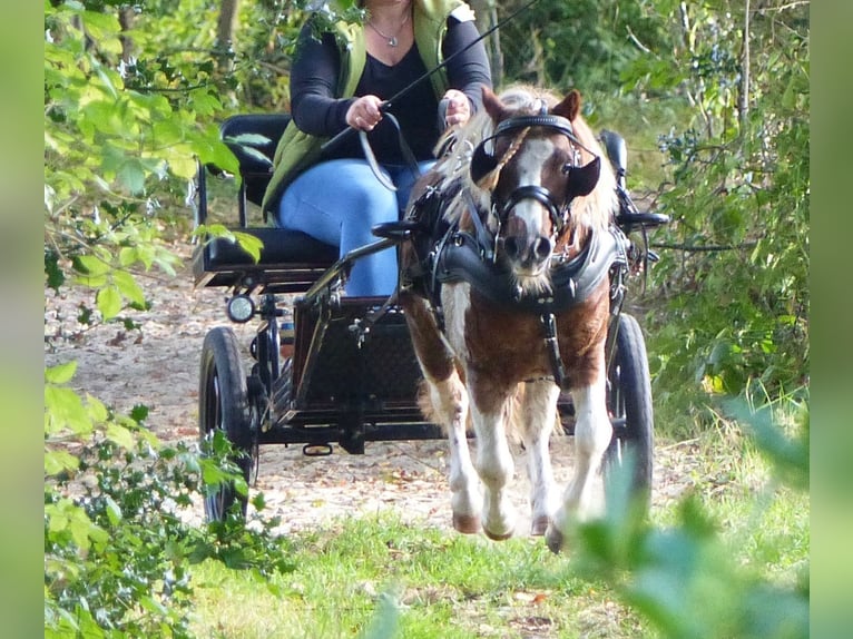 Poneys Shetland Hongre 11 Ans 93 cm Pinto in Halle