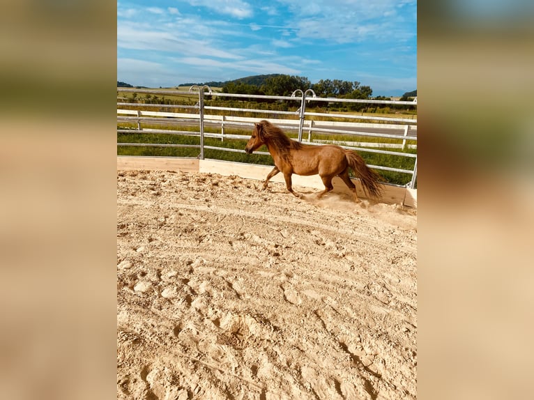 Poneys Shetland Hongre 12 Ans 100 cm Alezan brûlé in Edermünde