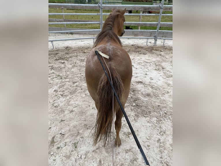 Poneys Shetland Hongre 12 Ans 100 cm Alezan brûlé in Edermünde