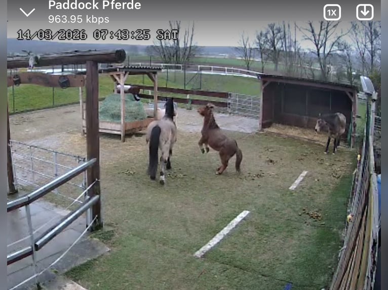 Poneys Shetland Hongre 12 Ans 100 cm Alezan brûlé in Edermünde