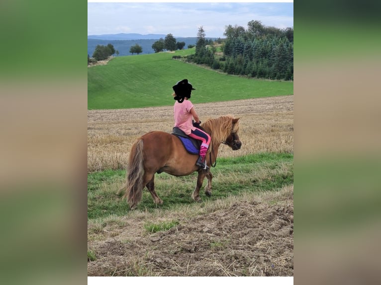Poneys Shetland Hongre 12 Ans 100 cm Alezan in Emmelshausen