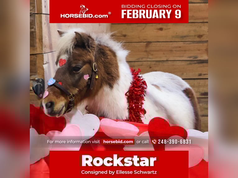 Poneys Shetland Hongre 12 Ans 102 cm Pinto in Howell