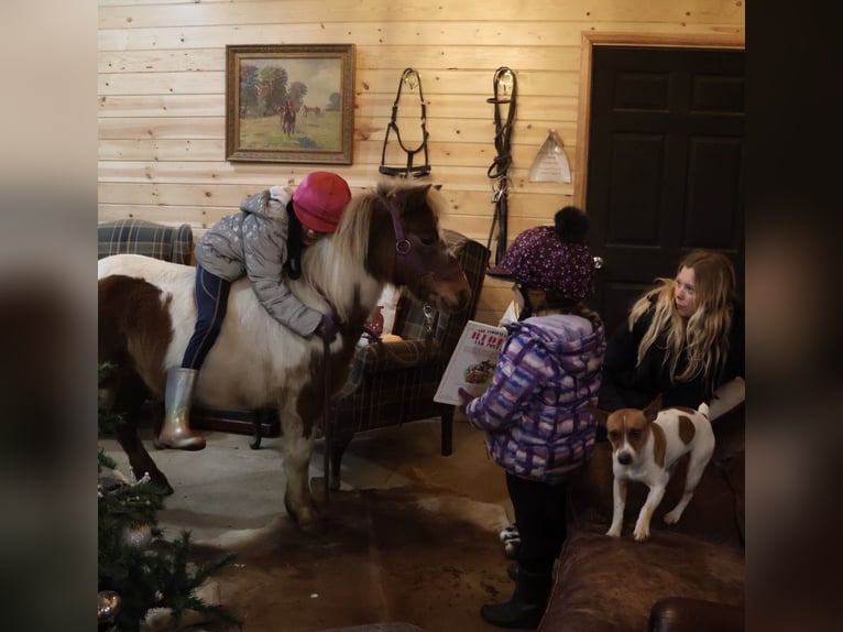 Poneys Shetland Hongre 12 Ans 102 cm Pinto in Howell