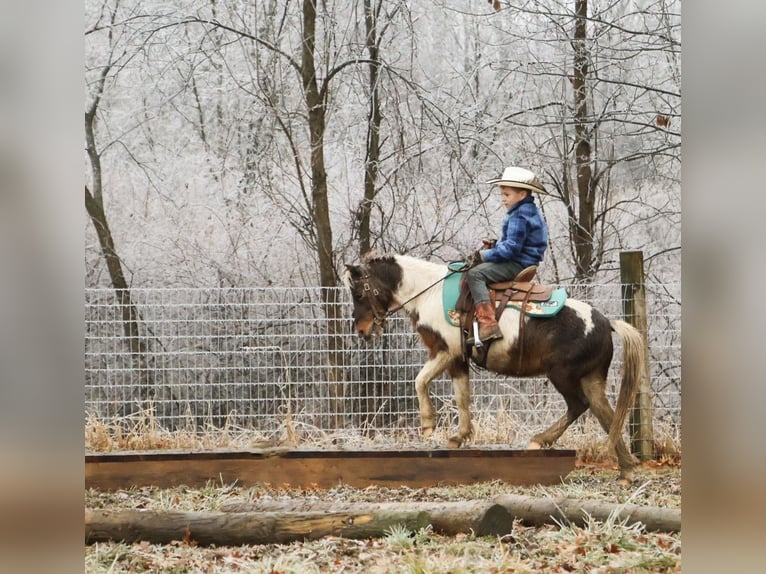 Poneys Shetland Hongre 12 Ans 102 cm Pinto in Howell