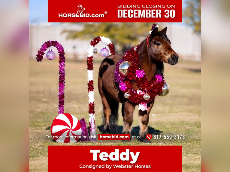 Poneys Shetland Hongre 12 Ans 102 cm Roan-Bay in Weatherford, TX