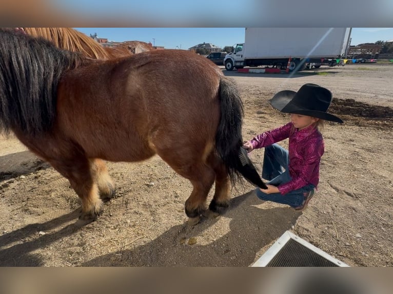 Poneys Shetland Hongre 12 Ans 102 cm Roan-Bay in Weatherford, TX