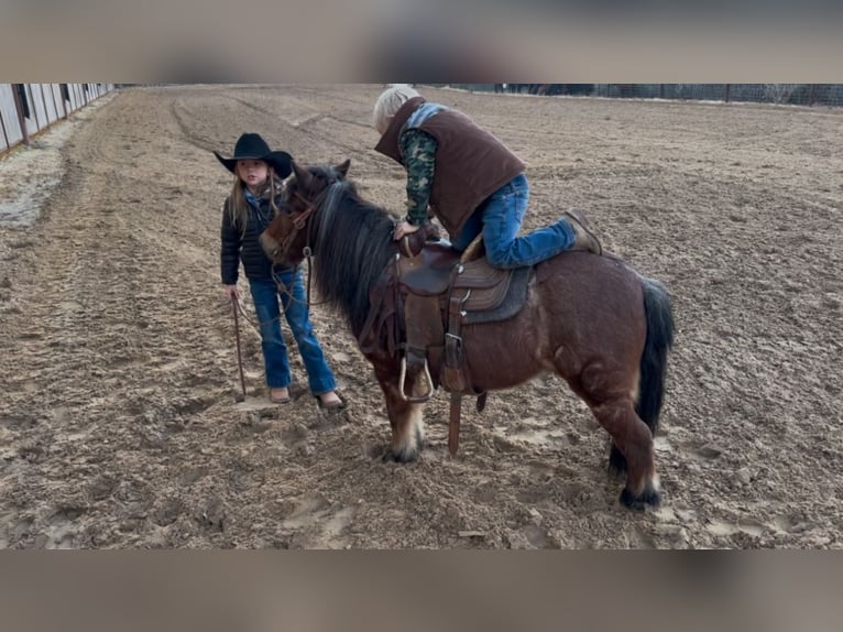 Poneys Shetland Hongre 12 Ans 102 cm Roan-Bay in Weatherford, TX