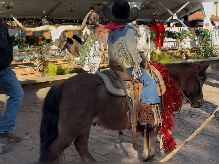 Poneys Shetland Hongre 12 Ans 102 cm Roan-Bay in Weatherford, TX