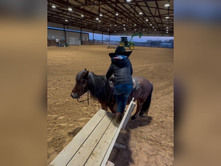 Poneys Shetland Hongre 12 Ans 102 cm Roan-Bay in Weatherford, TX