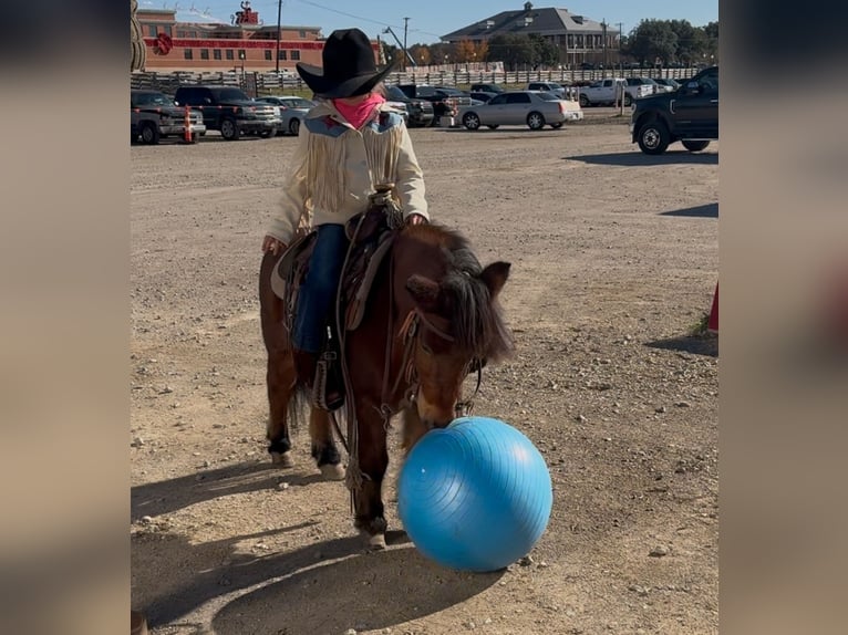 Poneys Shetland Hongre 12 Ans 102 cm Roan-Bay in Weatherford, TX