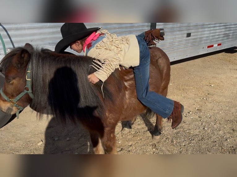 Poneys Shetland Hongre 12 Ans 102 cm Roan-Bay in Weatherford, TX