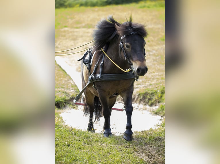 Poneys Shetland Hongre 12 Ans 105 cm Bai brun in Siegbach