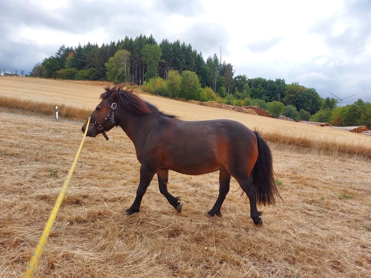 Poneys Shetland Hongre 12 Ans 105 cm Bai brun in Siegbach