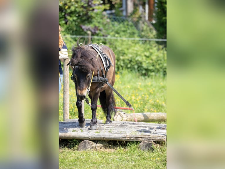 Poneys Shetland Hongre 12 Ans 105 cm Bai brun in Siegbach