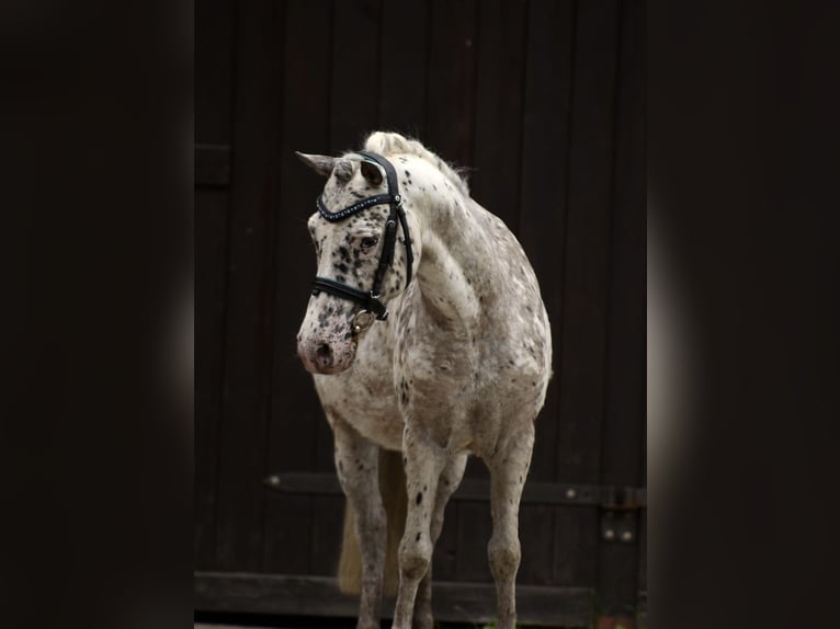 Poneys Shetland Hongre 12 Ans 118 cm Léopard in Kicin