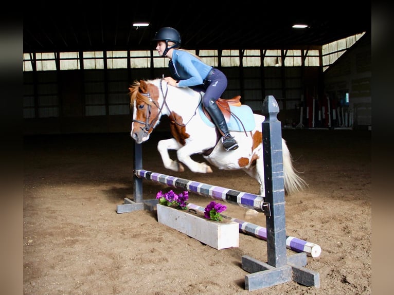 Poneys Shetland Hongre 12 Ans 122 cm Alezan brûlé in Highland MI