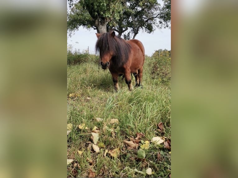 Poneys Shetland Hongre 12 Ans 80 cm Bai in Droyßig