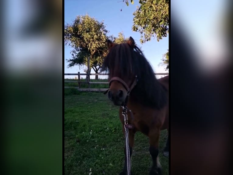Poneys Shetland Hongre 12 Ans 80 cm Bai in Droyßig