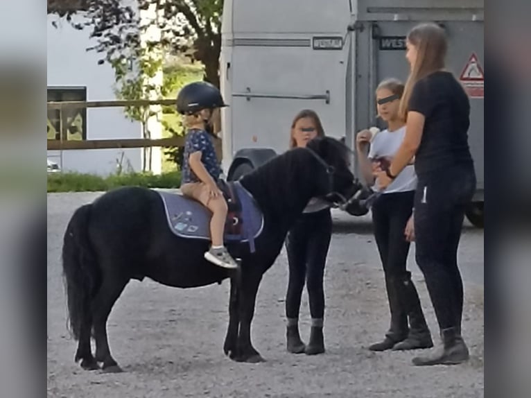 Poneys Shetland Hongre 12 Ans 85 cm Noir in Landshut
