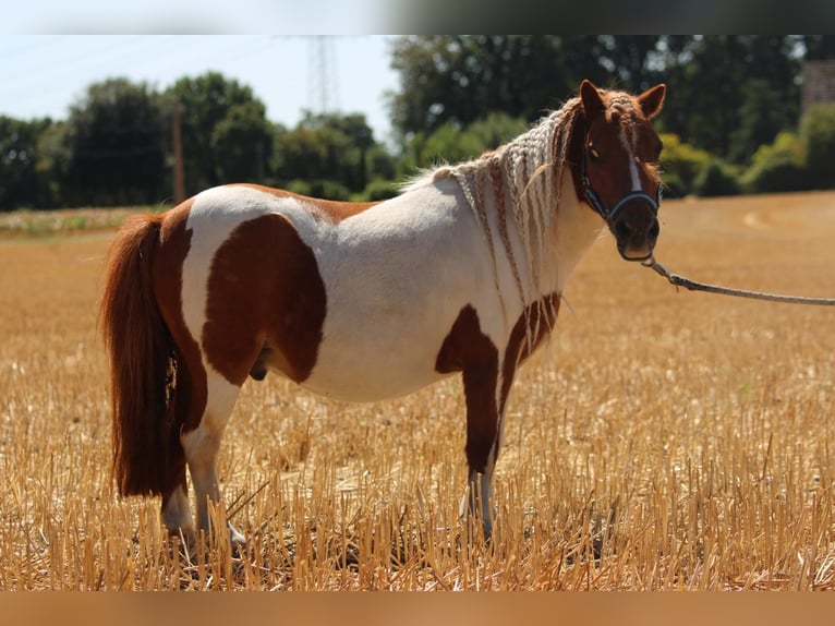 Poneys Shetland Hongre 12 Ans 90 cm Pinto in Rees