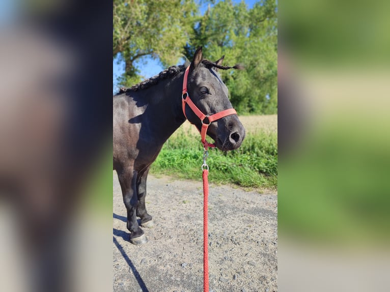 Poneys Shetland Hongre 12 Ans 93 cm Noir in Oudenburg