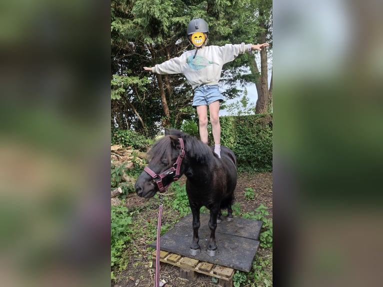 Poneys Shetland Hongre 12 Ans 93 cm Noir in Oudenburg