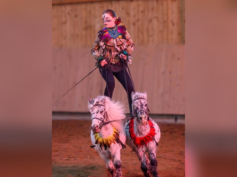 Poneys Shetland Hongre 12 Ans 95 cm Léopard in maiche