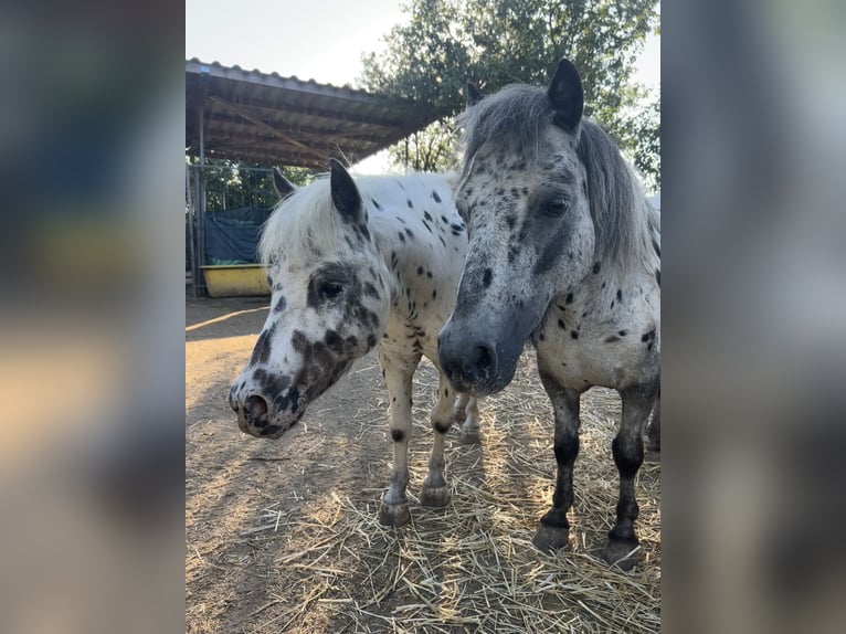 Poneys Shetland Hongre 12 Ans 96 cm Léopard in Ober Olm