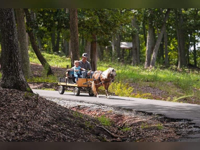 Poneys Shetland Hongre 13 Ans 102 cm Palomino in Clover