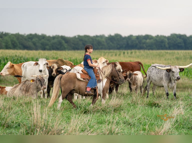 Poneys Shetland Hongre 13 Ans 102 cm Pinto in Bogard