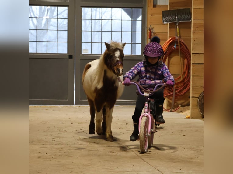 Poneys Shetland Hongre 13 Ans 102 cm Pinto in Howell