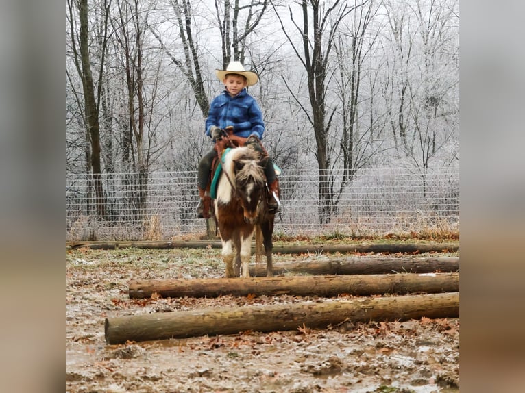 Poneys Shetland Hongre 13 Ans 102 cm Pinto in Howell