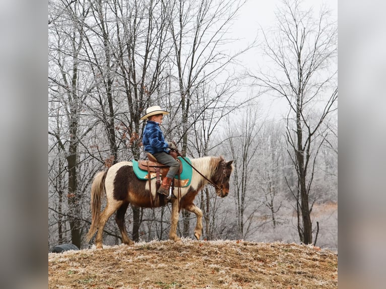 Poneys Shetland Hongre 13 Ans 102 cm Pinto in Howell