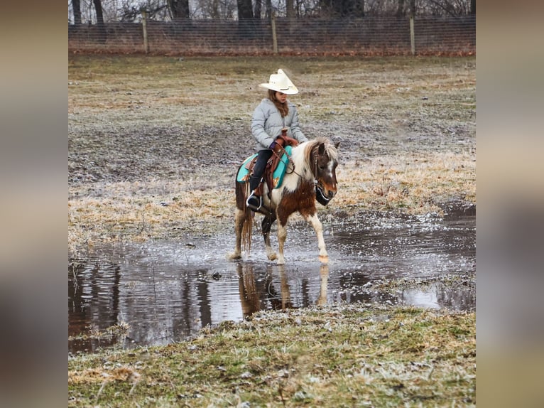 Poneys Shetland Hongre 13 Ans 102 cm Pinto in Howell