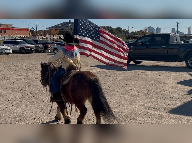 Poneys Shetland Hongre 13 Ans 102 cm Roan-Bay in Weatherford, TX