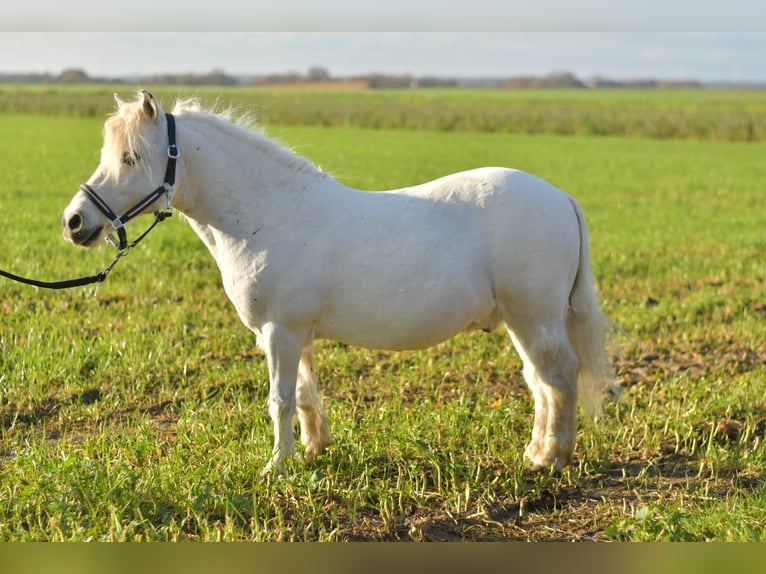 Poneys Shetland Hongre 13 Ans 105 cm Gris in Geilenkirchen