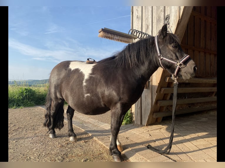 Poneys Shetland Hongre 13 Ans 107 cm Pinto in Üxheim