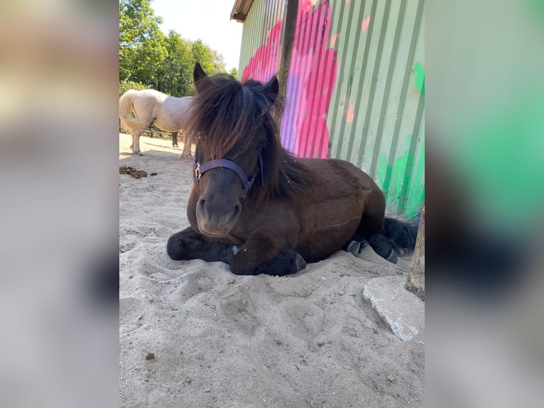 Poneys Shetland Hongre 13 Ans 108 cm Noir in Hamburg Duvenstedt