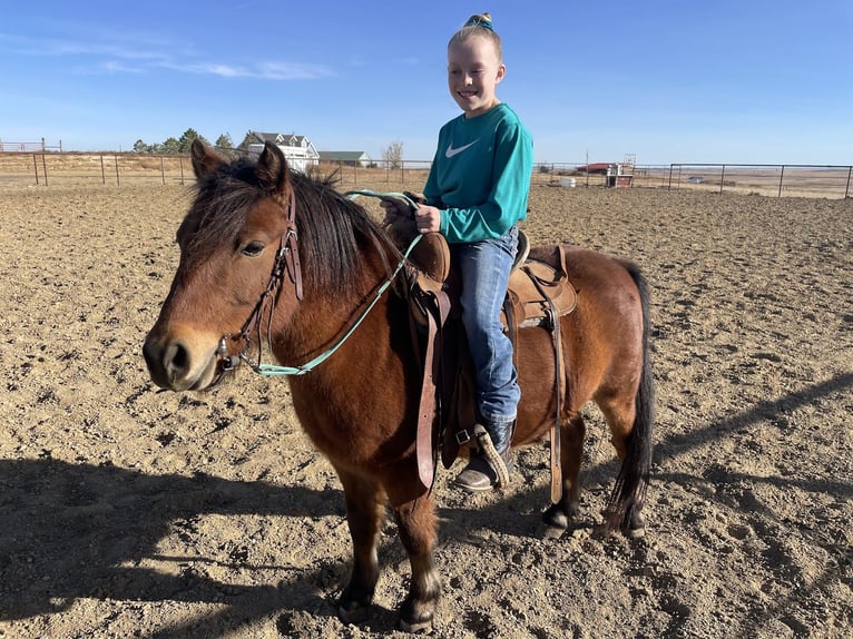 Poneys Shetland Croisé Hongre 13 Ans 109 cm Bai cerise in Fort Collins